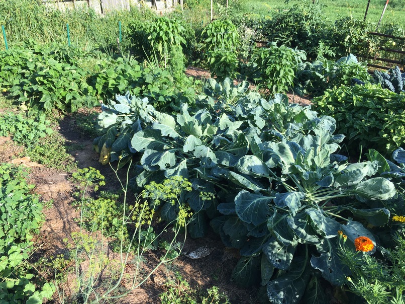 garden shot: brussels sprouts, green beans, peppers, tomatoes in distance