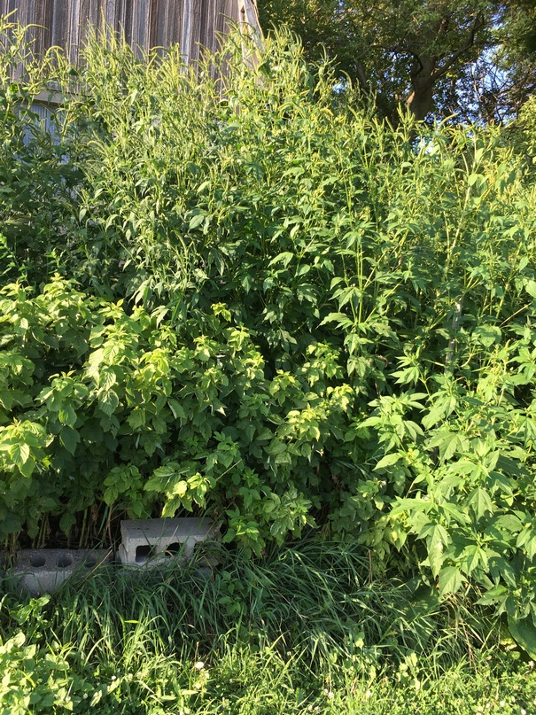 Giant ragweed blooming in raspberry patch. Ragweed is about 10 feet tall.