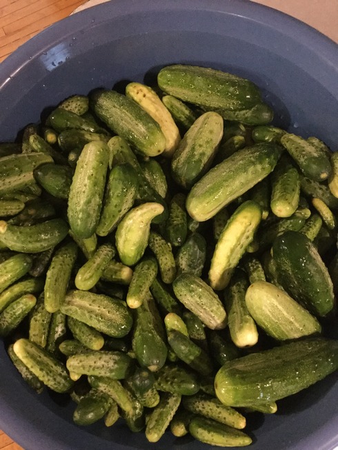 cucumbers ready to pickle